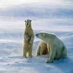 pic for Polar Bears